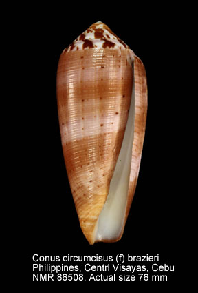 Conus circumcisus (f) brazieri (2).jpg - Conus circumcisus (f) brazieri G.B.Sowerby,1881